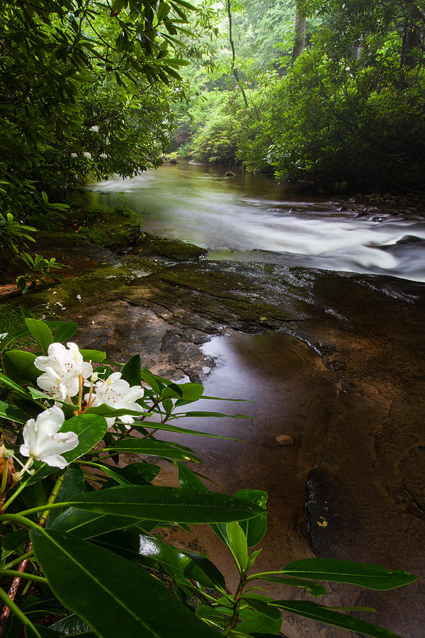 Flower Photograph - Jewels of the Davidson River 2 by Rob Travis