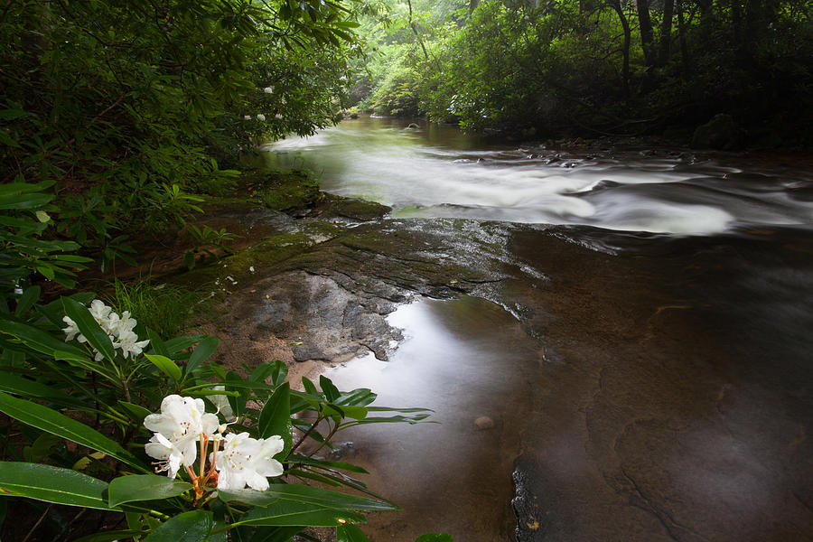 Jewels Of The Davidson River Photograph