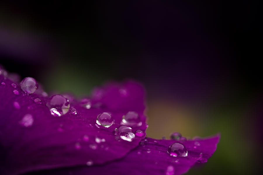 Flowers Still Life Photograph - Jewels On Purple by Shane Holsclaw