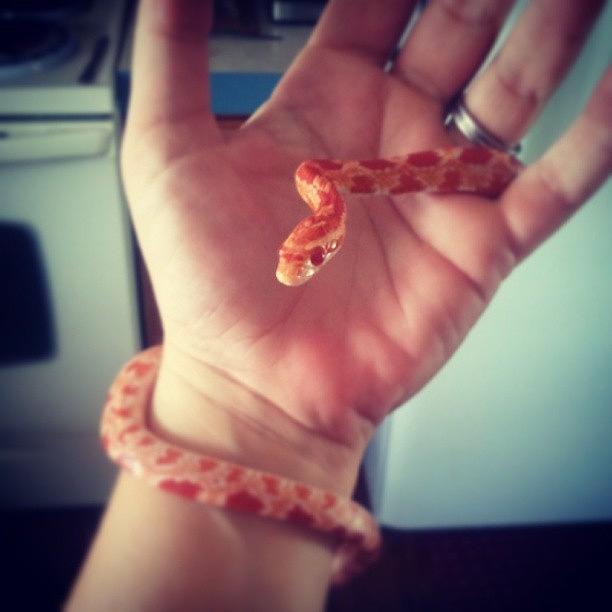 Snake Photograph - Jewels Our Snake. #cornsnake #snake by Tracy Hager
