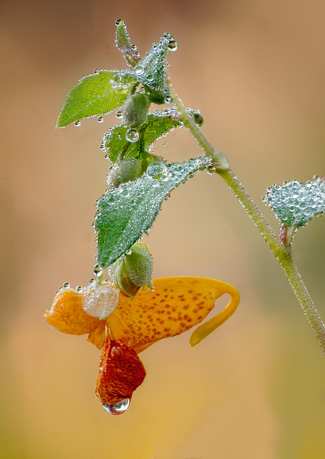 Jewelweed and Dew Photograph by Jim Zablotny