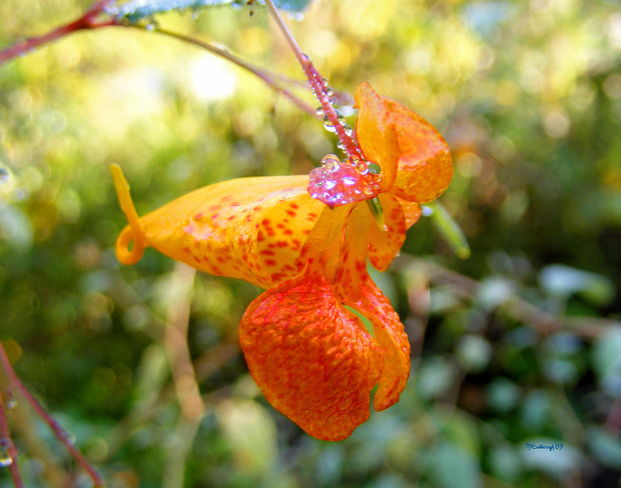 Jewelweed Flower 2 Photograph by Duane McCullough - Fine Art America