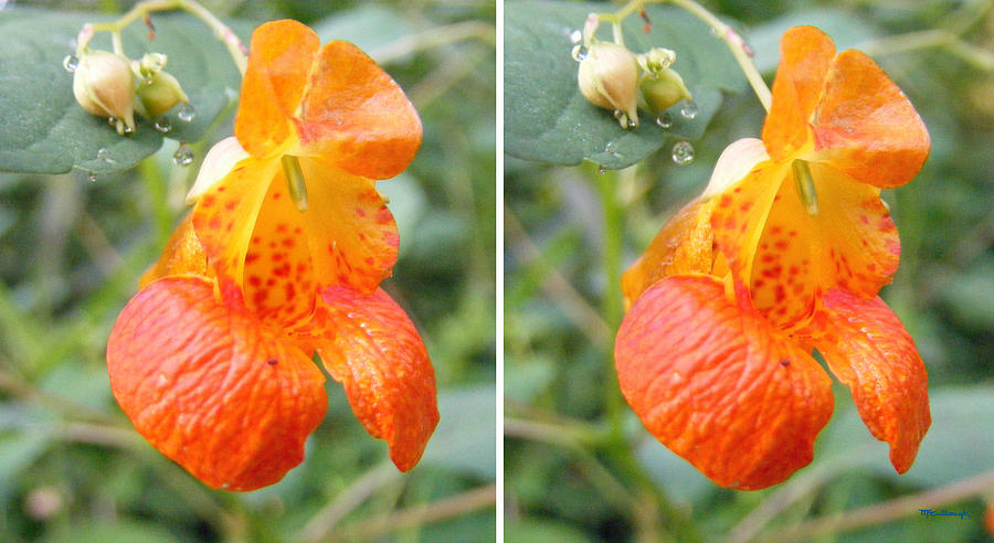Jewelweed Flower in Stereo Photograph by Duane McCullough