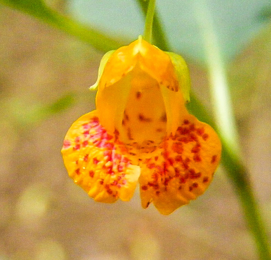 Nature Photograph - Jewelweed by Scott Staley