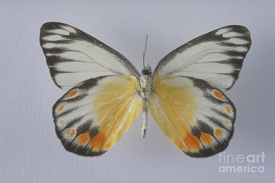 Butterfly Photograph - Jezebel Butterfly by Barbara Strnadova