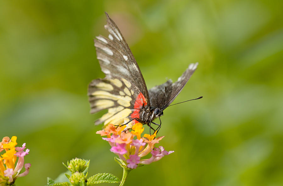 Jezebel Butterfly Photograph by Scott Carruthers