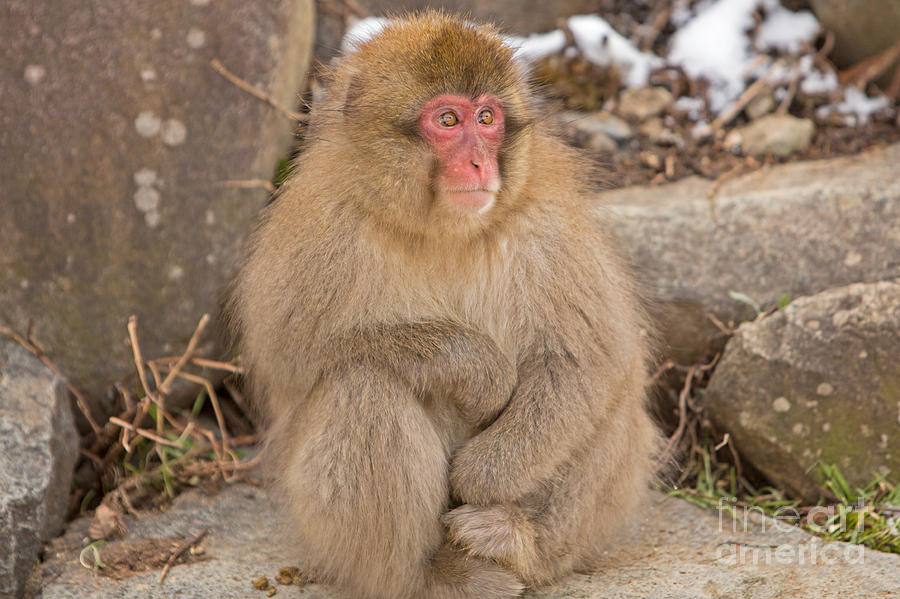 Nature Photograph - Jigokudani Snow Monkey Youth by Natural Focal Point Photography