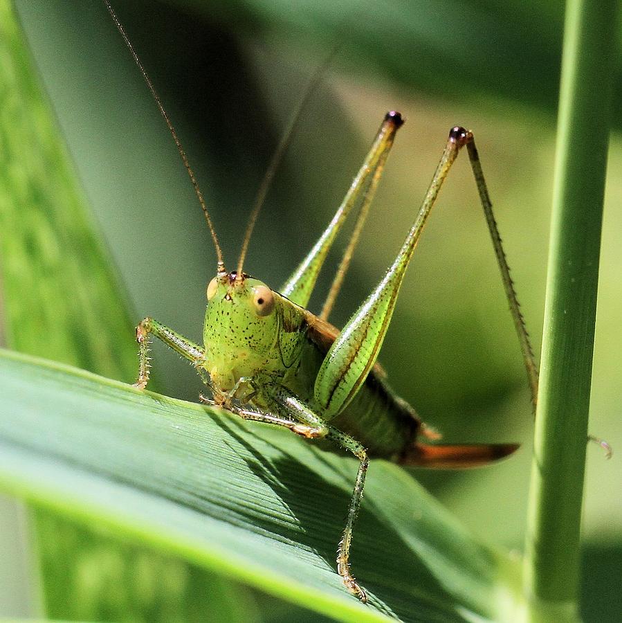 Jiminy Cricket  Photograph by Doris Potter
