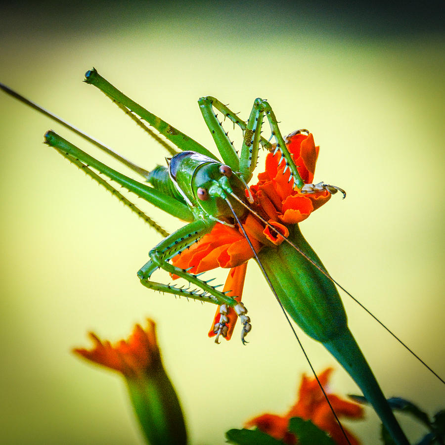 Cricket Photograph - Jiminy Cricket by Wally Taylor