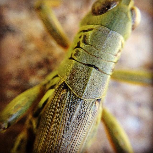 Nature Photograph - Macro Grasshopper by Hermes Fine Art