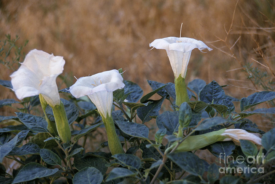 Jimson Weed Flowers Photograph by Craig Lovell