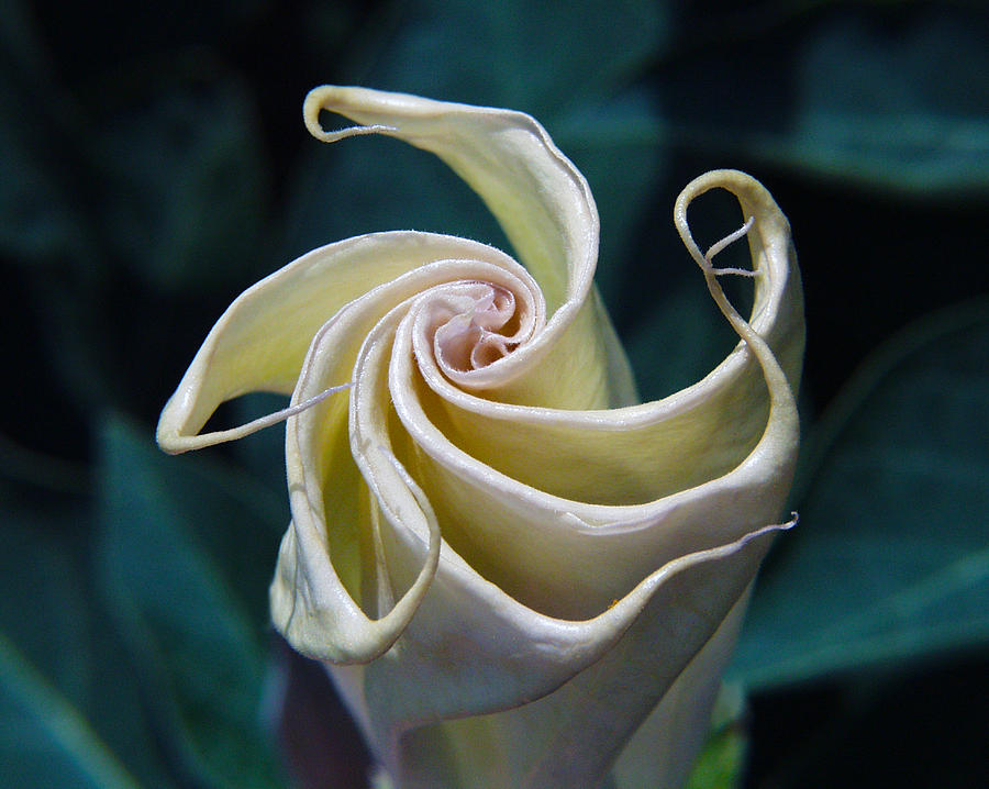 Jimsonweed Flower Spiral Photograph by Steven Schwartzman