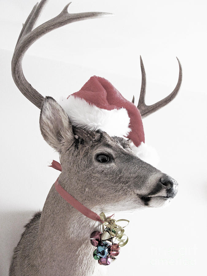 Jingle Deer Photograph by Betty Morgan