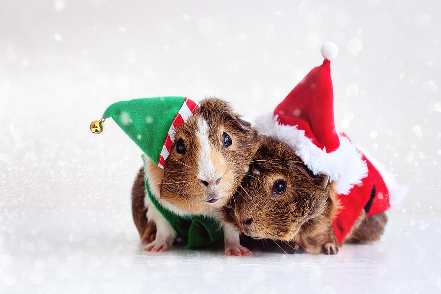 Jingle pigs Photograph by Victoria Caverhill/Adore Photography