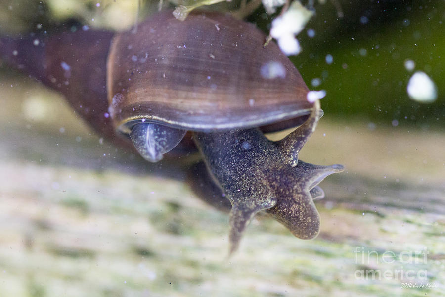 Great pond snail Photograph by Jivko Nakev