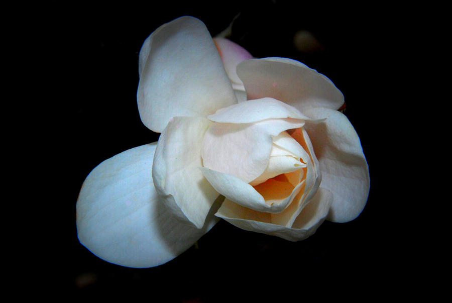 Flower Pyrography - JoAnn by Paula Bradley