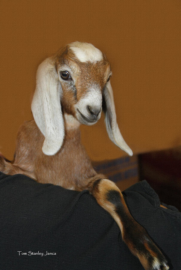 Joannas Baby Goat Photograph by Tom Janca