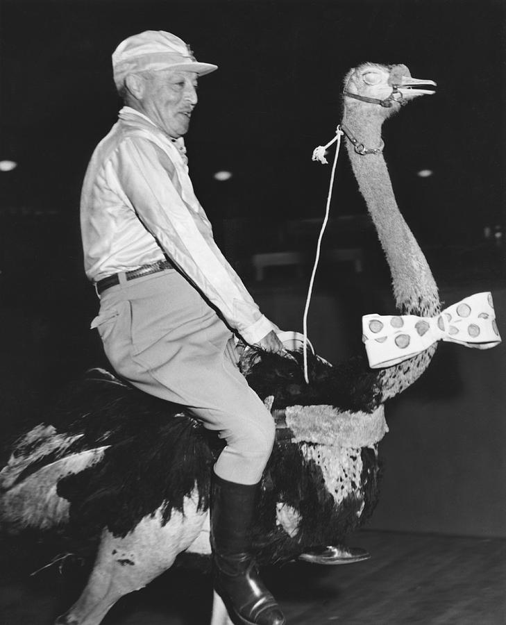 Jockey Riding An Ostrich Photograph by Underwood Archives
