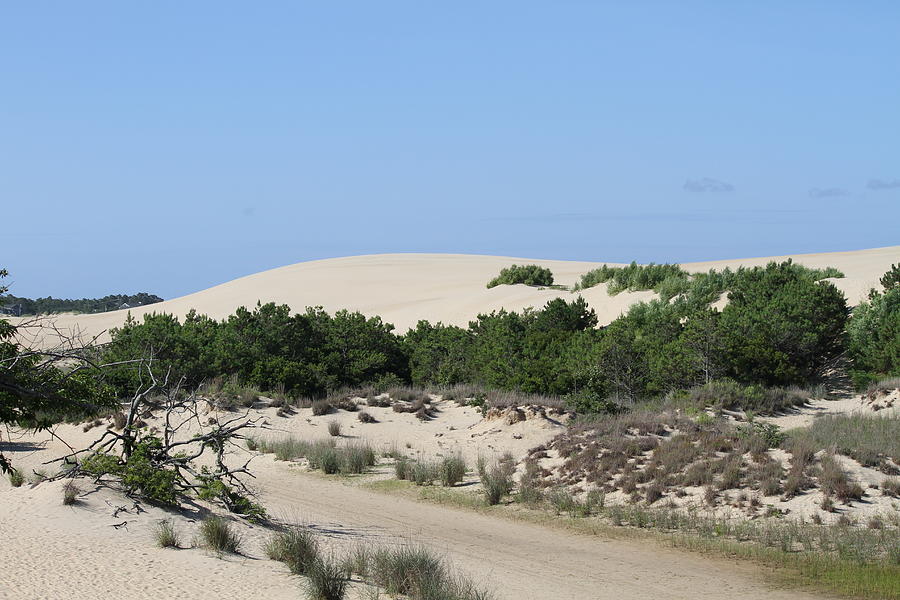 Jockey's Ridge 6 Photograph by Cathy Lindsey