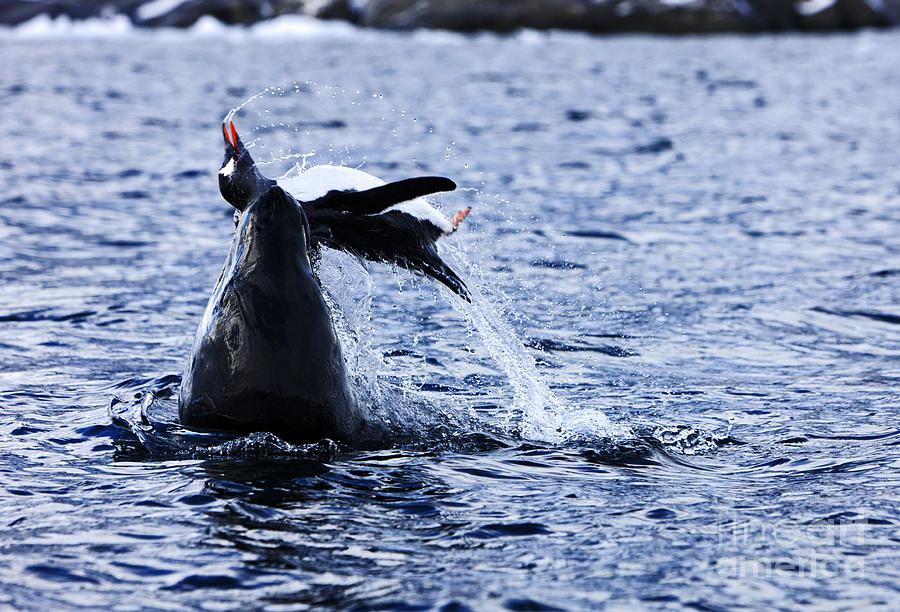 Penguin Photograph - Joe Fox Fine Art - Leopard seal Hydrurga leptonyx attacking and killing a Gentoo penguin by Joe Fox
