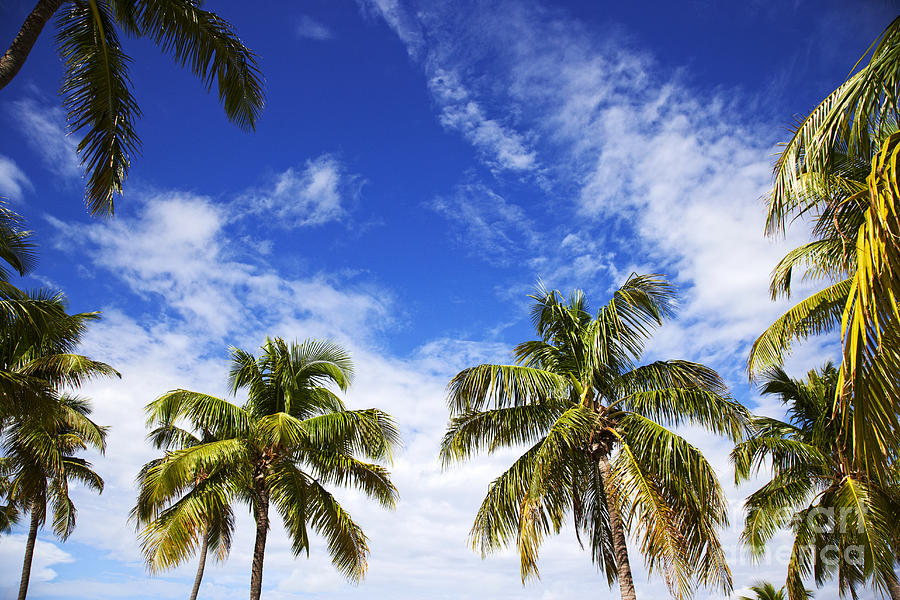 Joe Fox Fine Art - palm trees growing on islamoralda in the florida ...