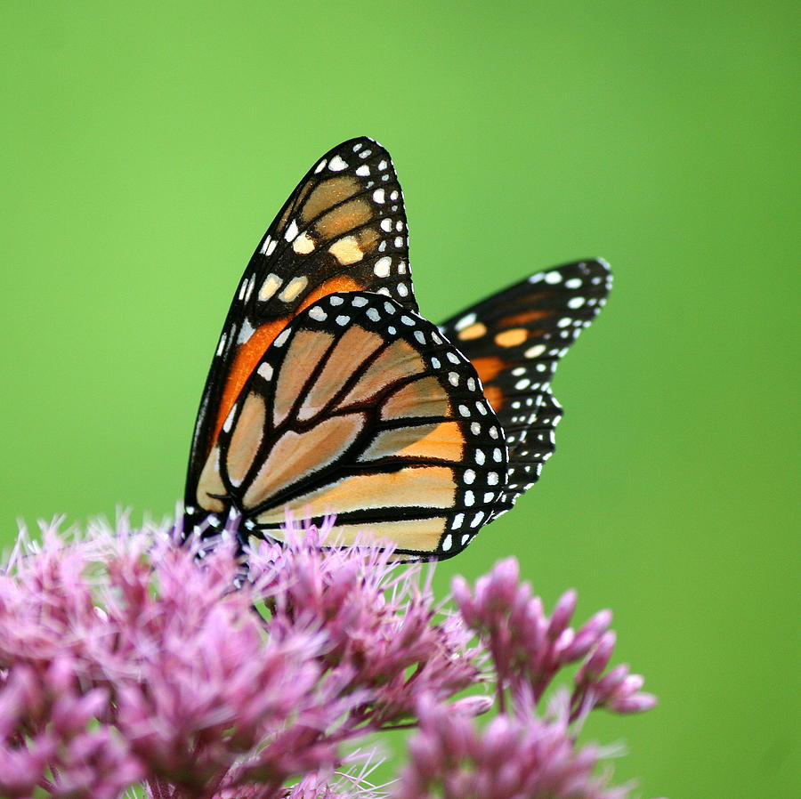 Joe Pye Monarch Pollination Photograph by Neal Eslinger