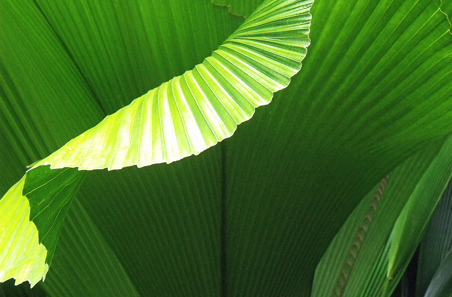 Asian Fan Palm leaves Photograph by David Clode