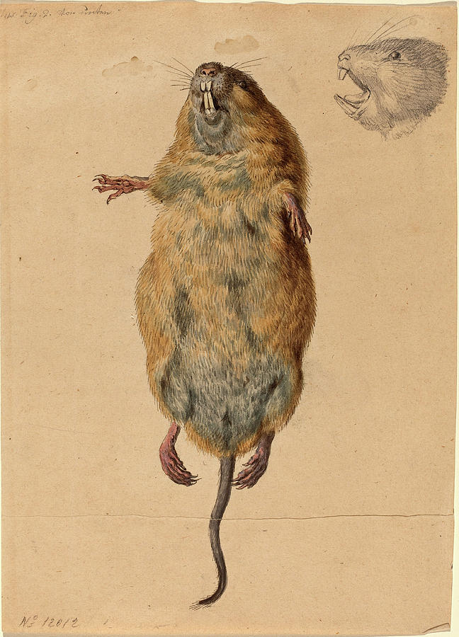 Mouse Drawing - Johann Rudolph Schellenberg Swiss, 1740 - 1806 by Quint Lox