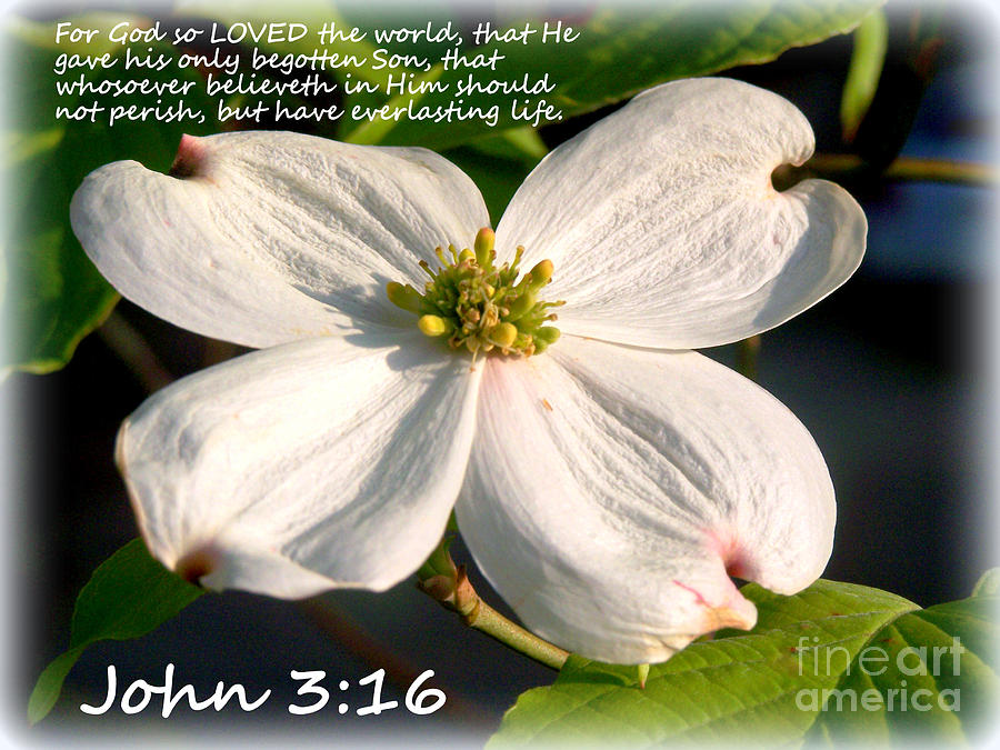 John 3-16/Dogwood Legend Photograph by Kathy  White