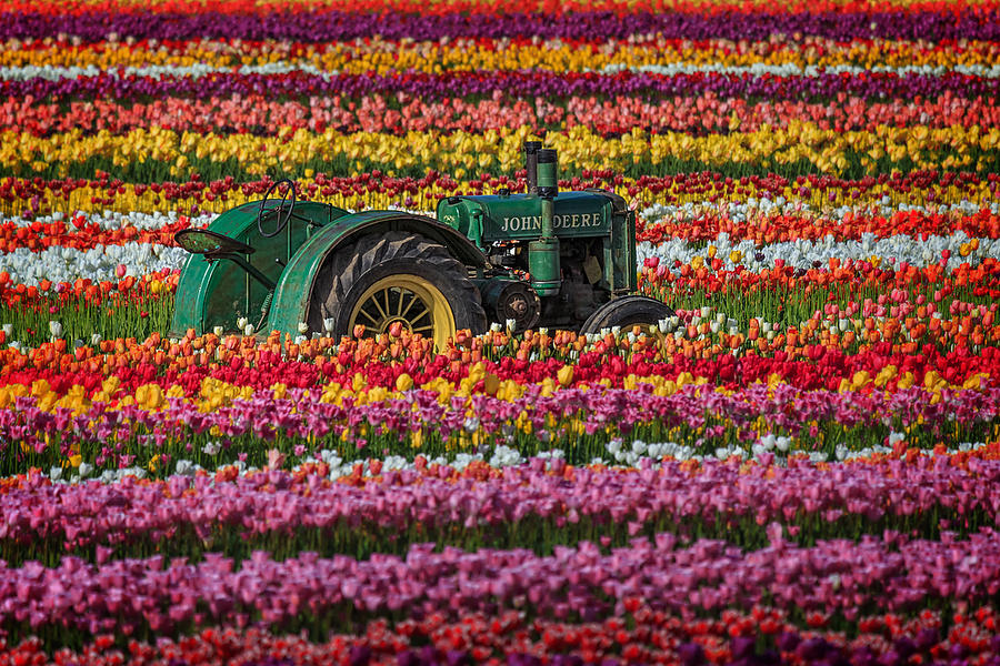 John Deere And A Few Tulips Photograph by Wes and Dotty Weber