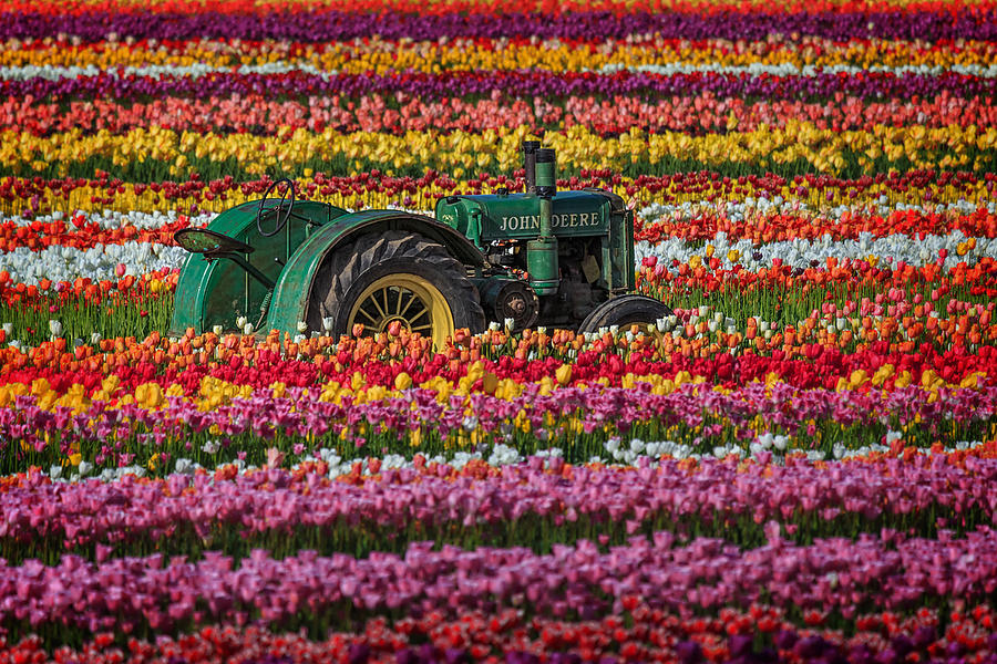 John Deere And A Few Tulips Photograph