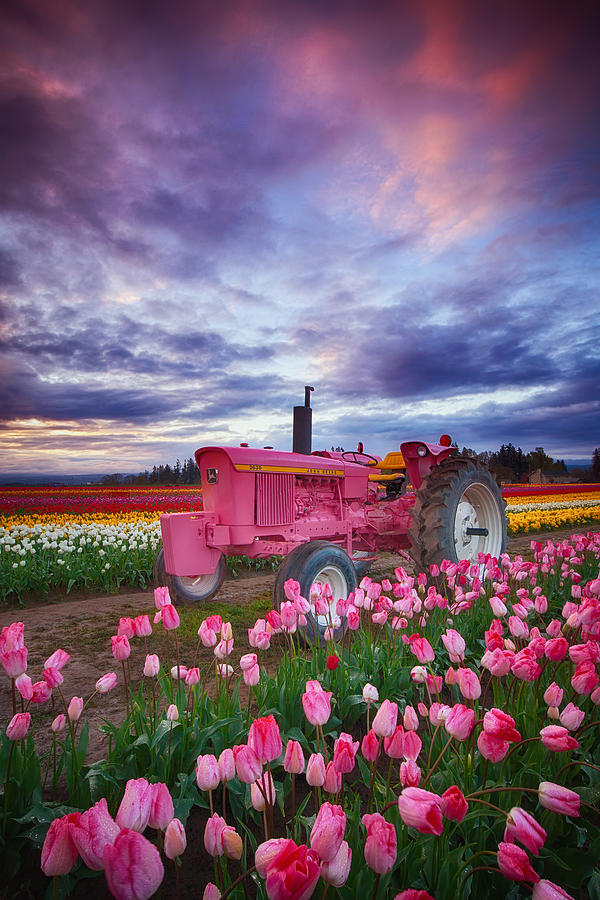 Tulip Photograph - John Deere Pink by Darren White