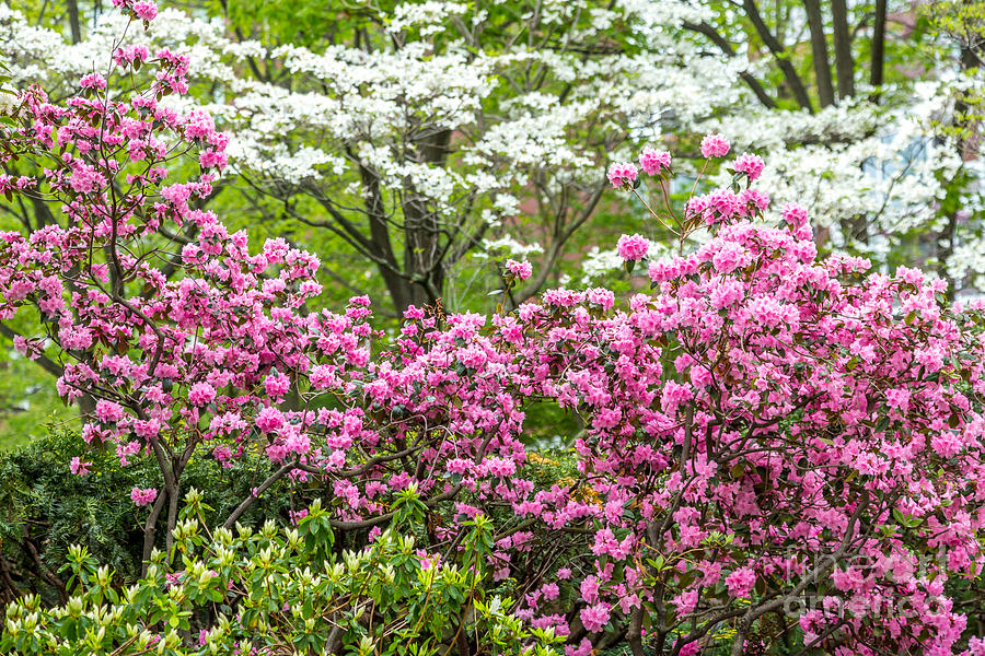 John Fitzgerald Kennedy Park in Bloom Photograph by Susan Cole Kelly