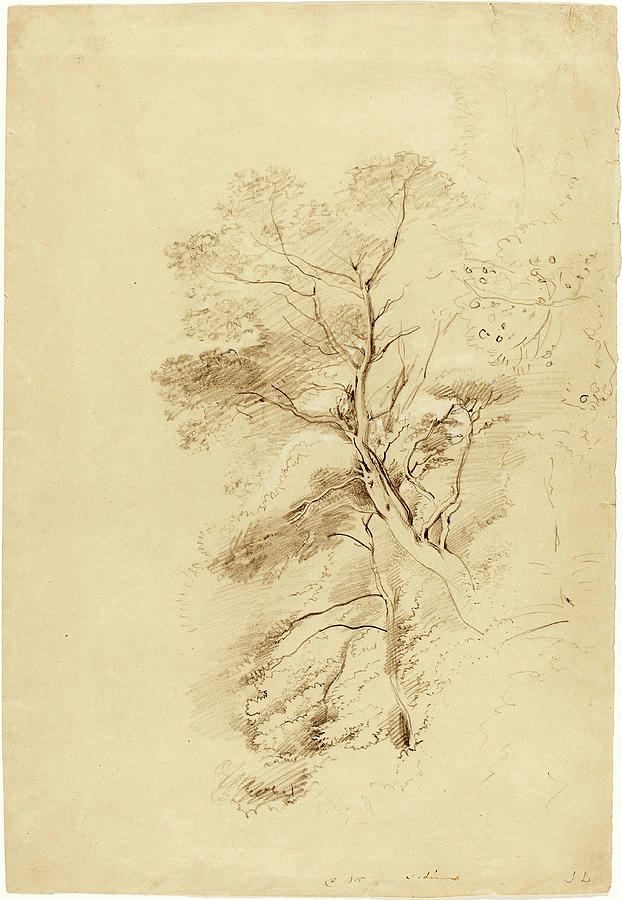 John Linnell British, 1792 - 1882, A Beech Wood Drawing by Quint Lox ...