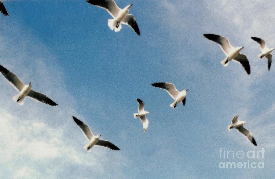 Johnathan Seagulls  Photograph by Michael Hoard