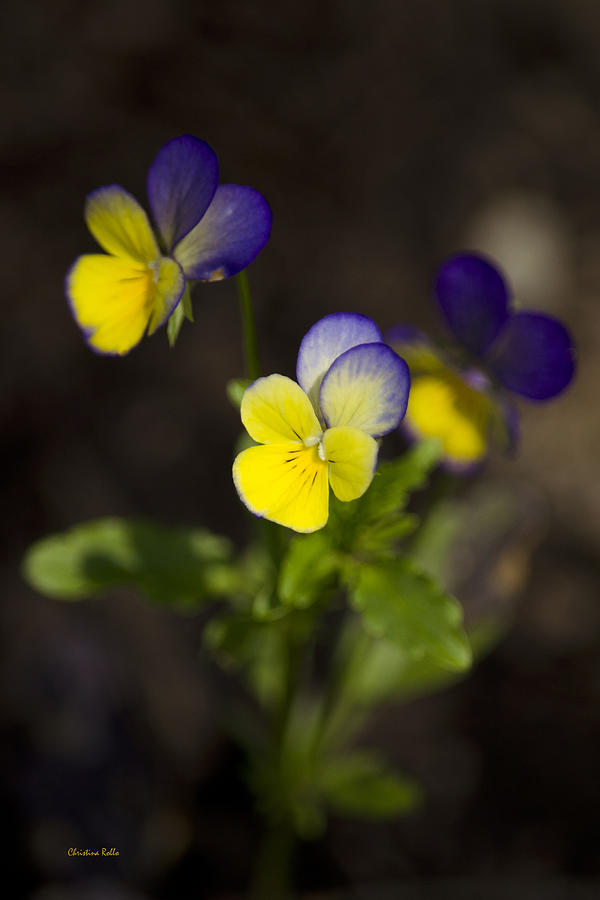 Johnny Jump Up - Viola Tricolor Wildflowers Photograph by Christina Rollo