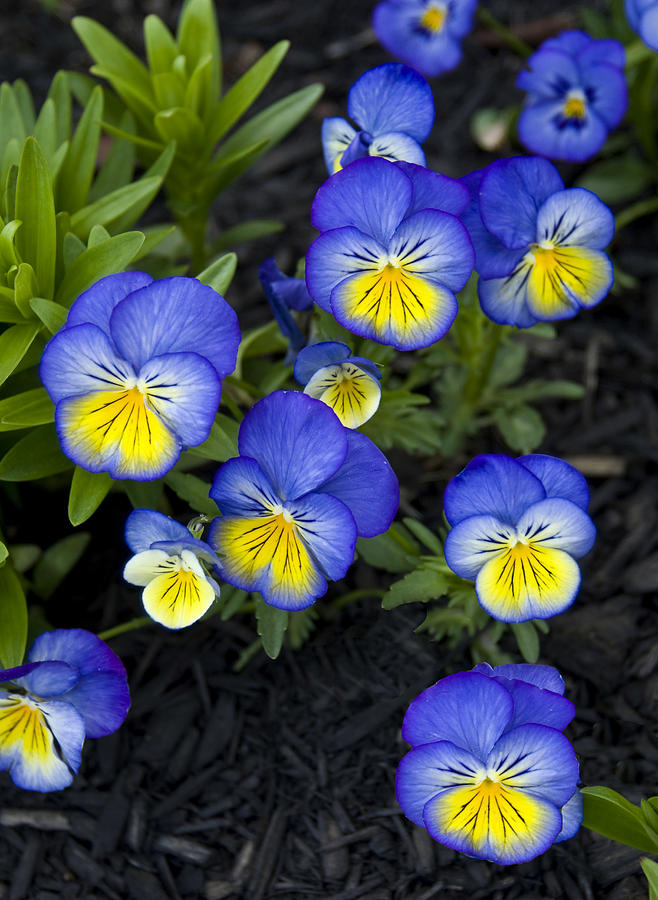 Flower Photograph - Johnny Jump-up Heartsease Viola tricolor by Jodi Jacobson
