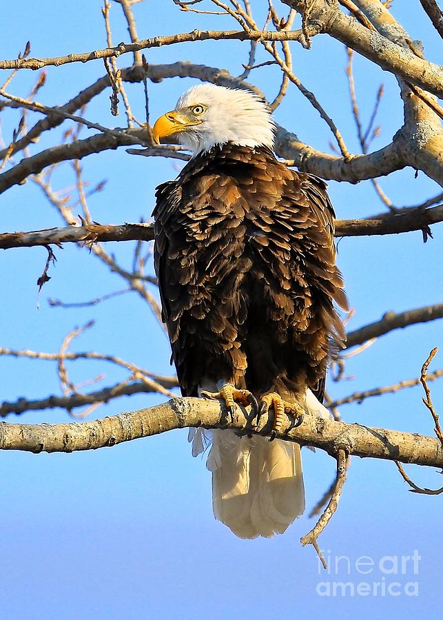 Johns Eagle Photograph by John  Ruggiero
