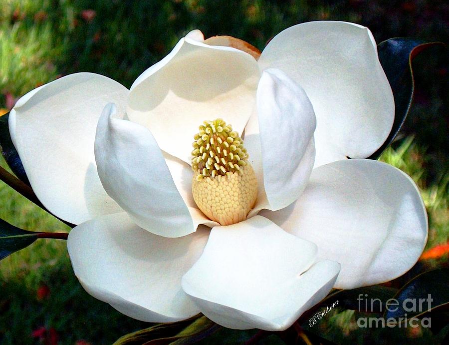 Johns Magnolia Photograph by Barbara Chichester