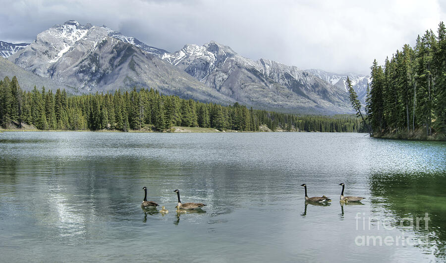 Johnson Lake in Banff Photograph by David Birchall