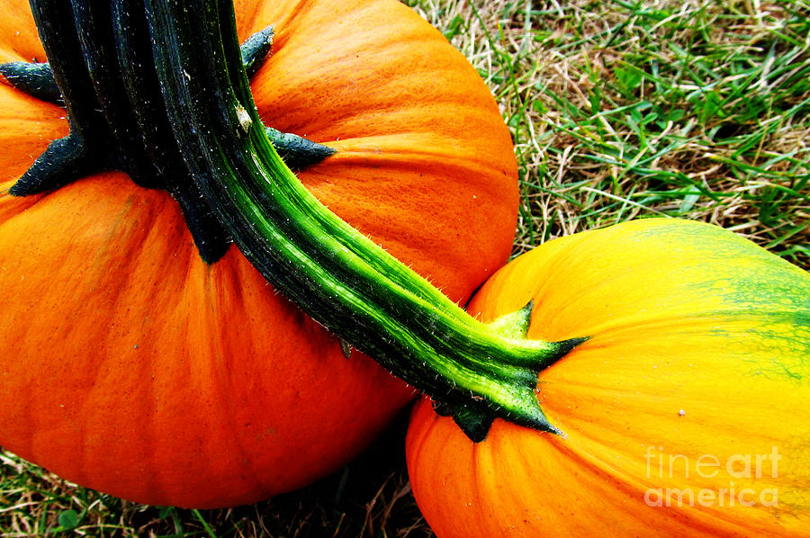 Pumpkin Photograph - Joined At The Hip by Tina M Wenger