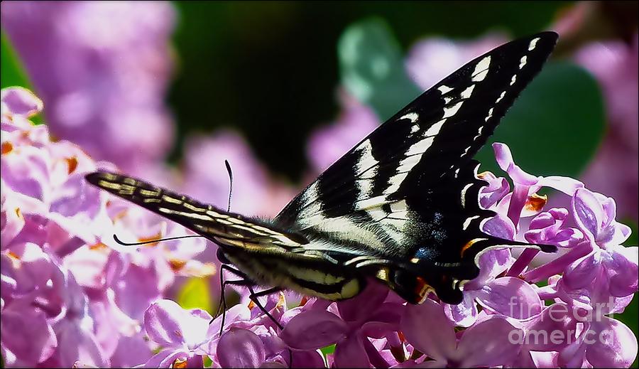 Joli Papillon Photograph by Julia Hassett