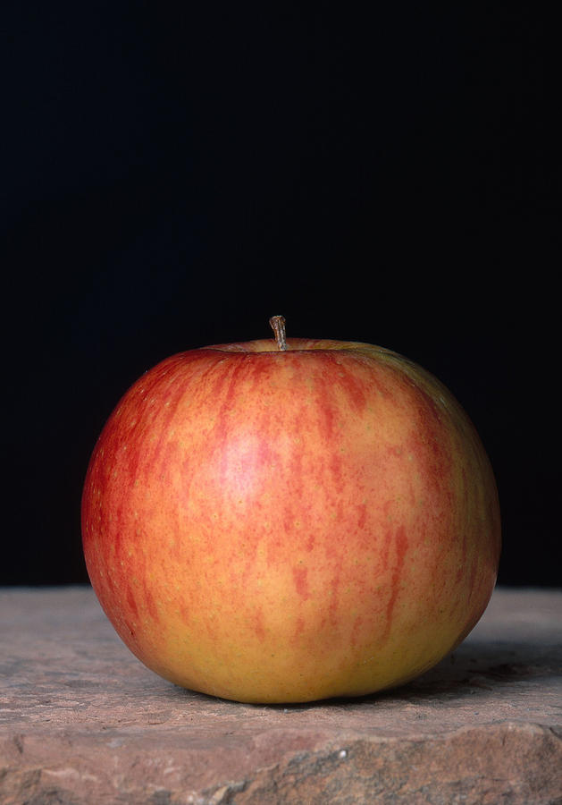 Jonagold Apple Photograph by Robert J. Erwin