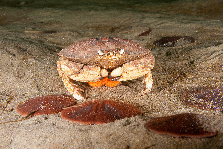 Animal Photograph - Jonah Crab With Eggs by Andrew J. Martinez