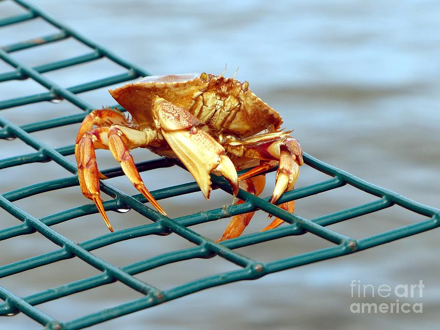 Jonahs Crab Photograph - Jonahs Crab On A Lobster Pot by Christine Stack Jonahs Crab Photograph - Jonahs Crab On A Lobster Pot by Christine Stack