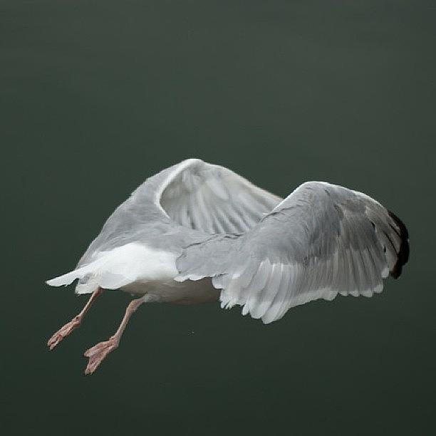 Seagull Photograph - Jonathan Flying. #seagull #fly #flight by Luis Aviles