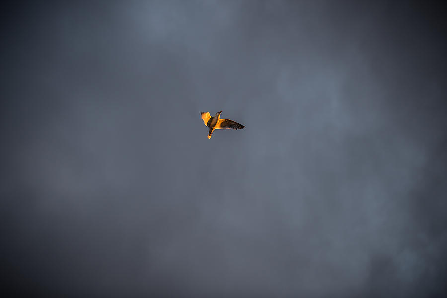 Jonathan Livingston Seagull Photograph by Jakub Sisak