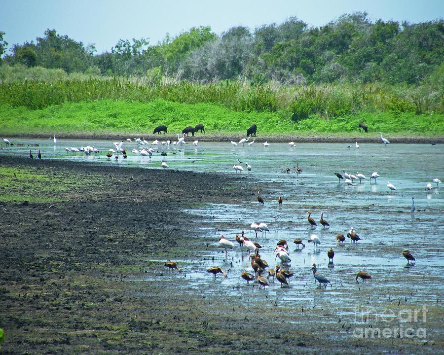 Wildlife Photograph - Jones Pond Aransas NWR Texas by Lizi Beard-Ward