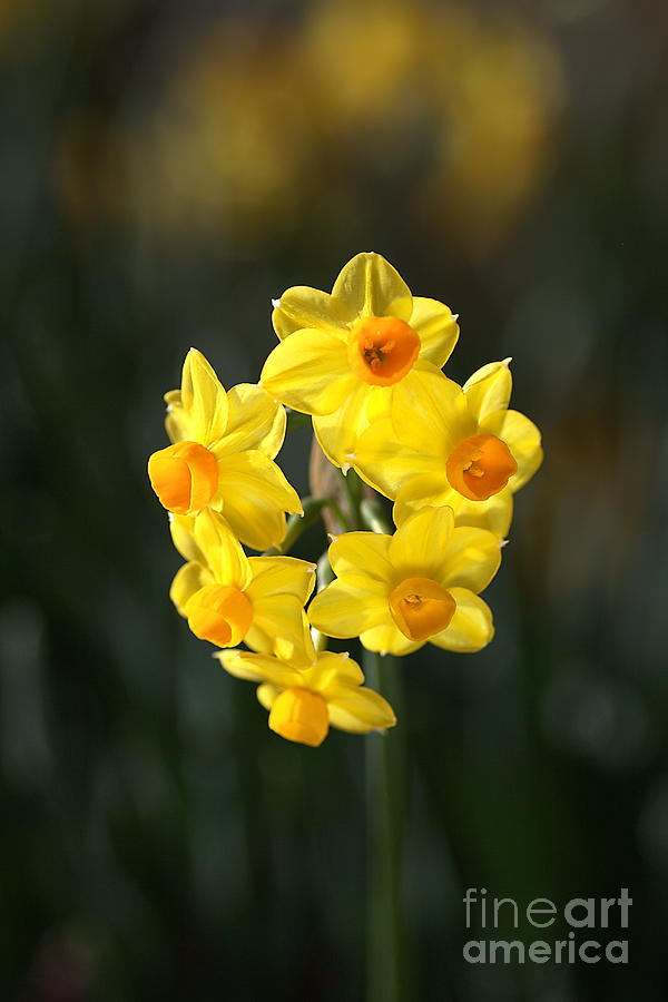 Jonquil Cluster Photograph by Joy Watson