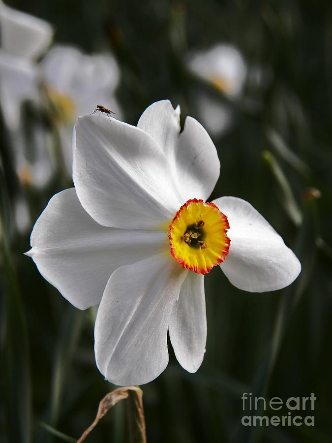 Jonquil Photograph by Judy Via-Wolff